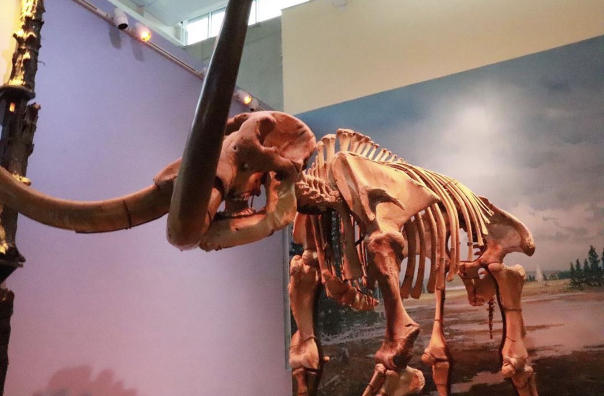 #WelcomeWednesday to the Museum of the Earth- Paleontological Research Institution! Did you know that you can travel 540 million years back in time... in Ithaca Explore Earth and it’s prehistoric past from trilobite to the Hyde Park Mastodon (one of the most complete mastodon skeletons ever found... right here in NYS!)